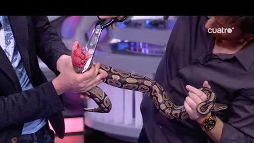 Luis Piedrahita corta una serpiente viva con unas tijeras