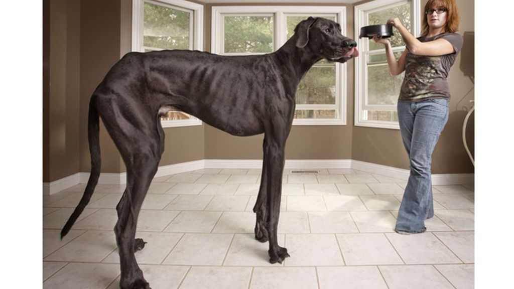 Nueva edición del libro Guinness de los Récords