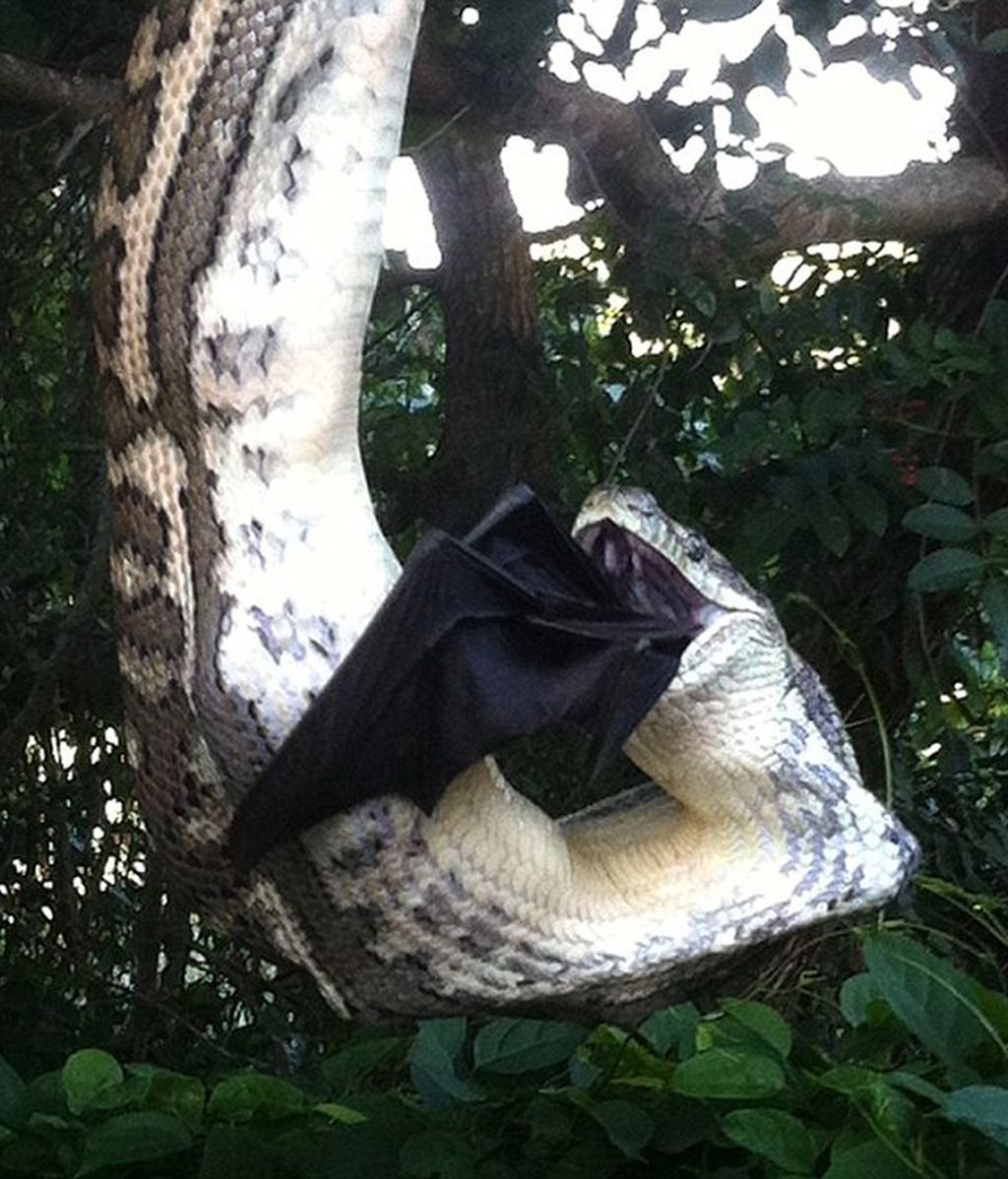 La serpiente tardó 30 minutos en devorar al murciélago