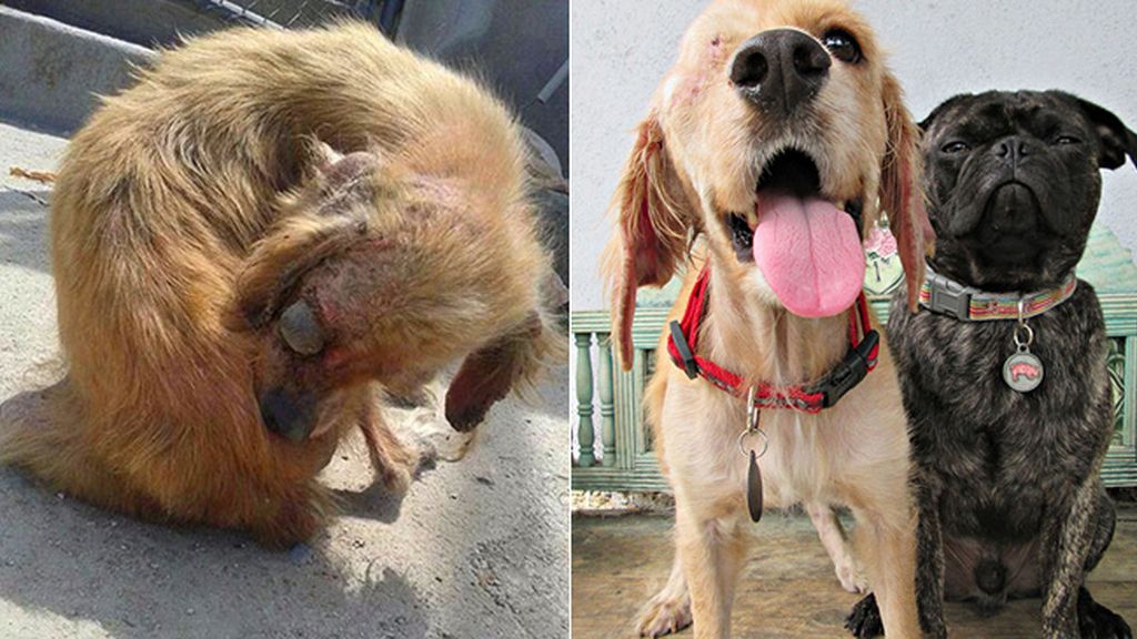 Perros antes y después de ser rescatados