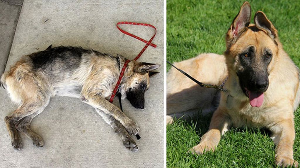 Perros antes y después de ser rescatados