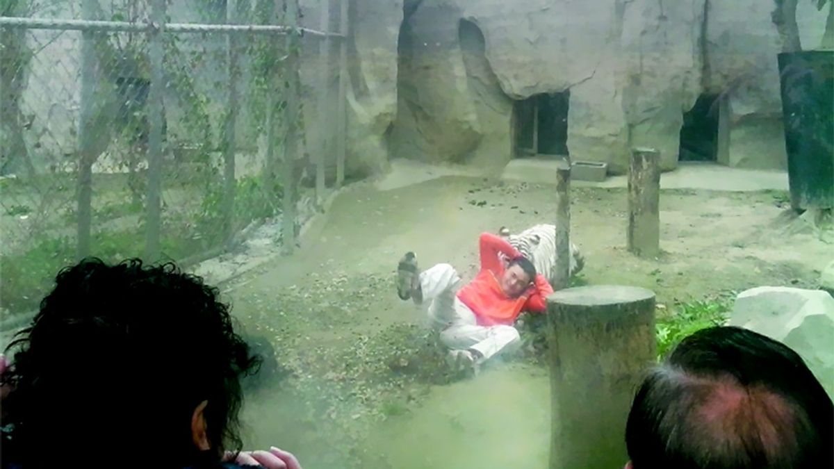 suicida,zoológico chino,tigres,trabajador deprimido,Chengdu