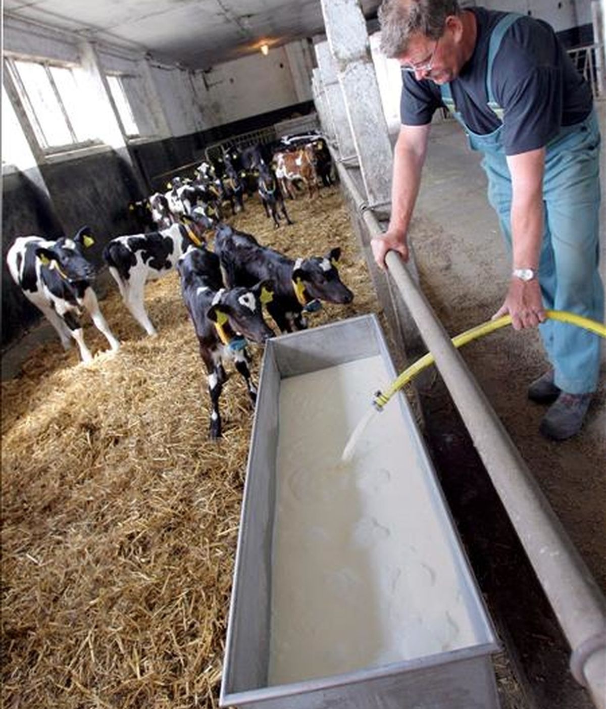 El Gobierno de Alemania analiza si existen responsabilidades penales en la contaminación con dioxina de piensos para animales, incidente que ha obligado a cerrar al menos un millar de granjas avícolas y porcinas en todo el país. EFE/Archivo