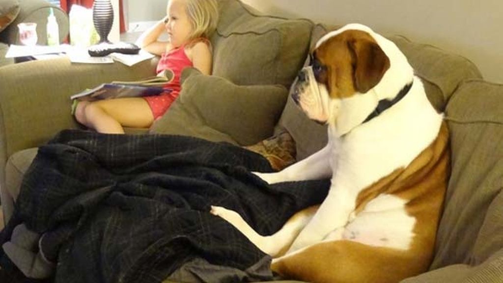 Compañeros para todo