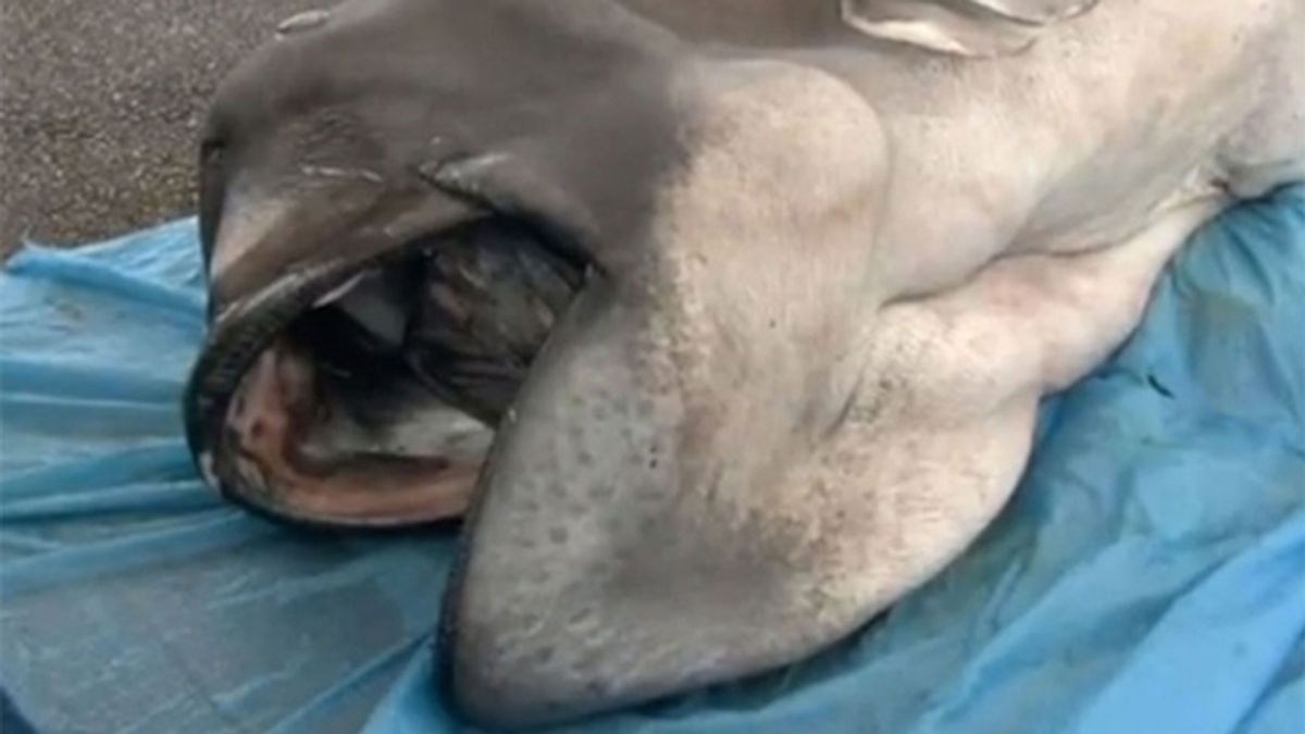Tiburón de boca ancha capturado frente a las costas de Japón