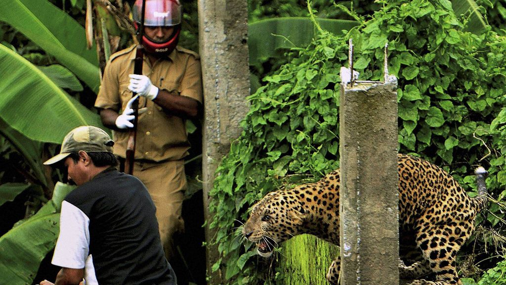 Brutal ataque de un leopardo en India