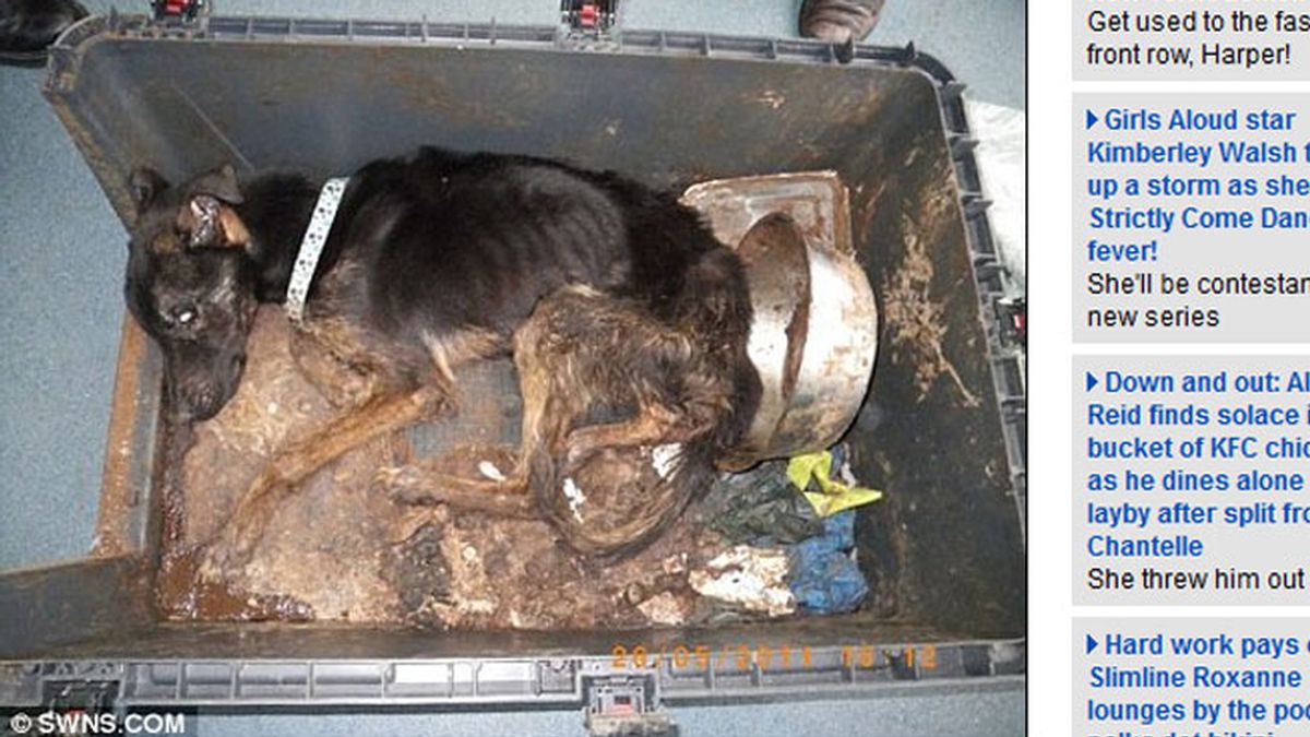 Cruel muerte de un perro, encerrado durante siete meses sin comida ni agua