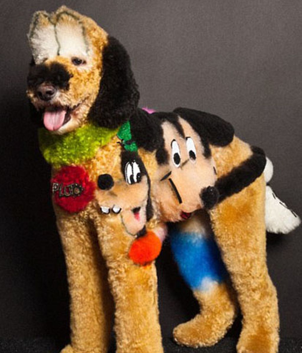 Creatividad desatada: Perros con transformaciones extremas