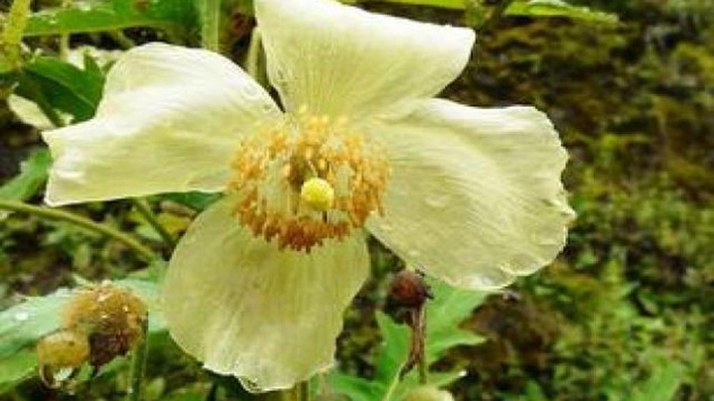 Amapolas nepalíes del otoño