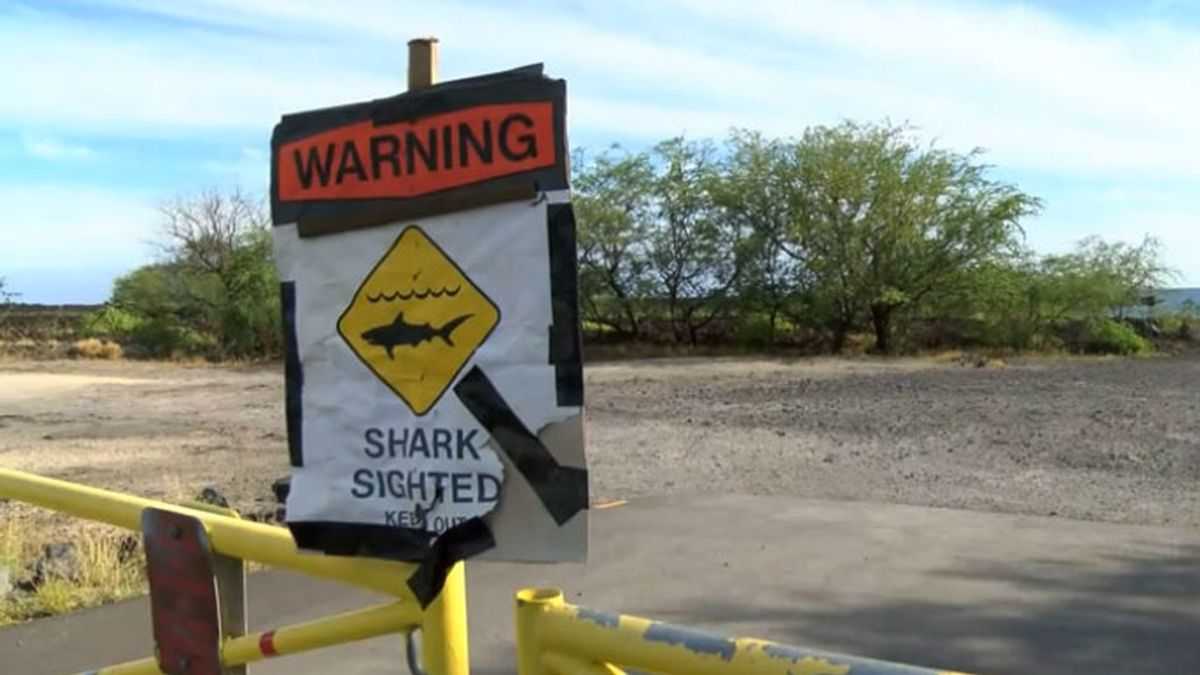 tiburón, playa cerrada, Hawai playa