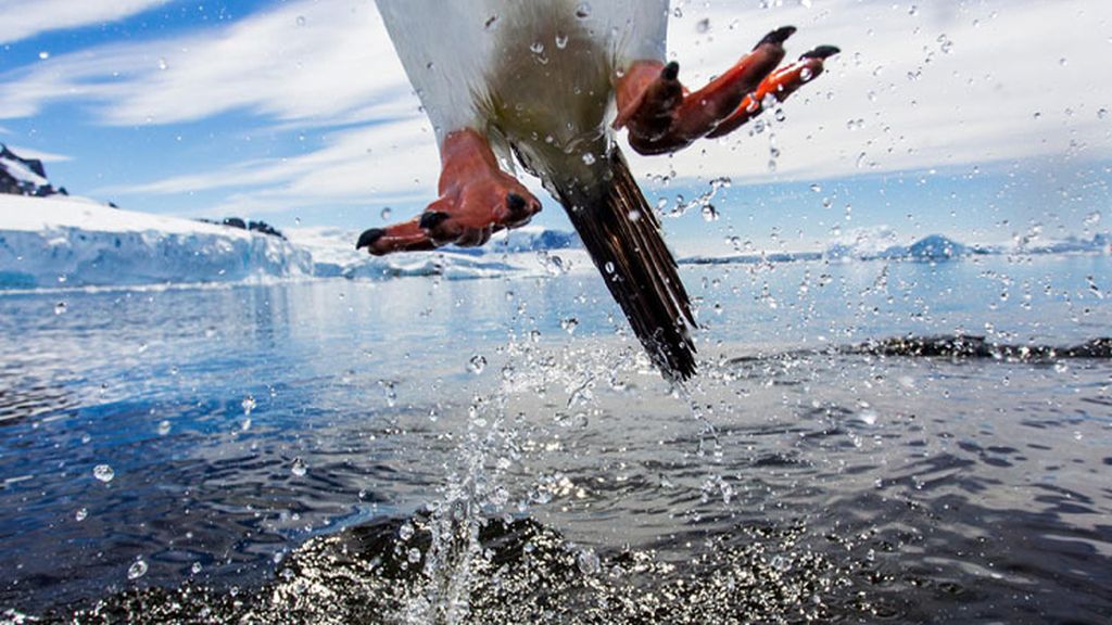 'Leaping gentoo penguin' (Pingüino papua saltando)