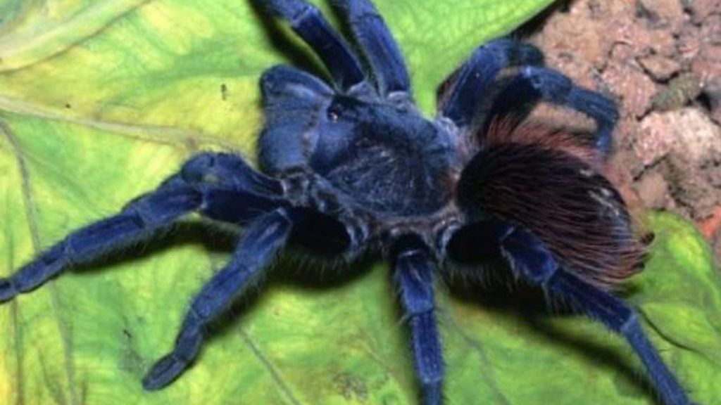 Tarántula Sazima