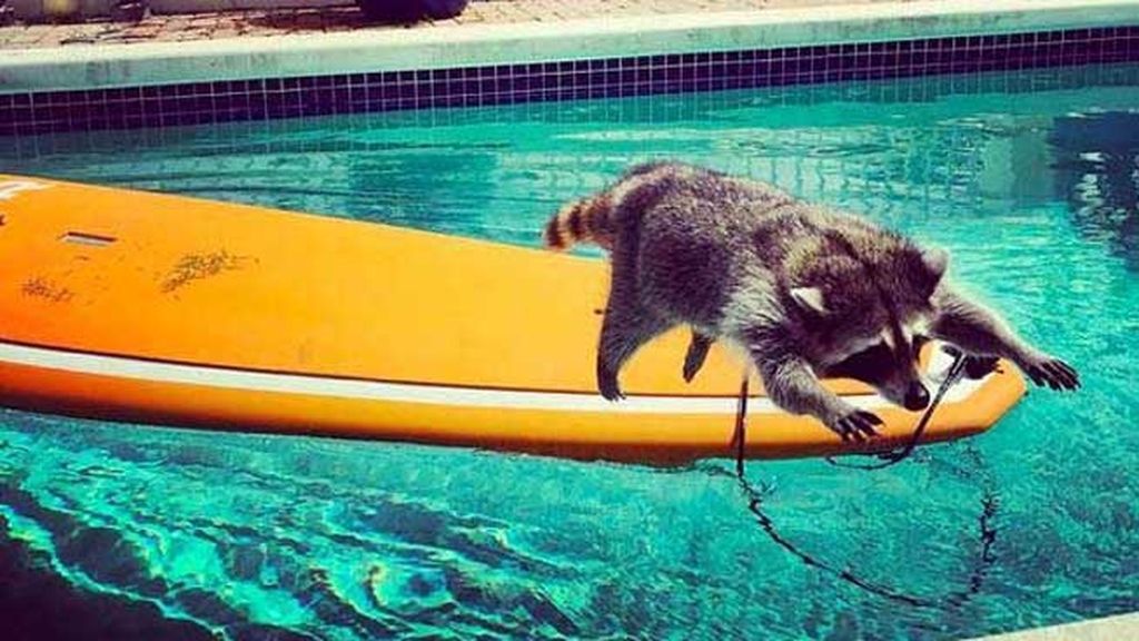 Pumpkin, el mapache que se cree un perro