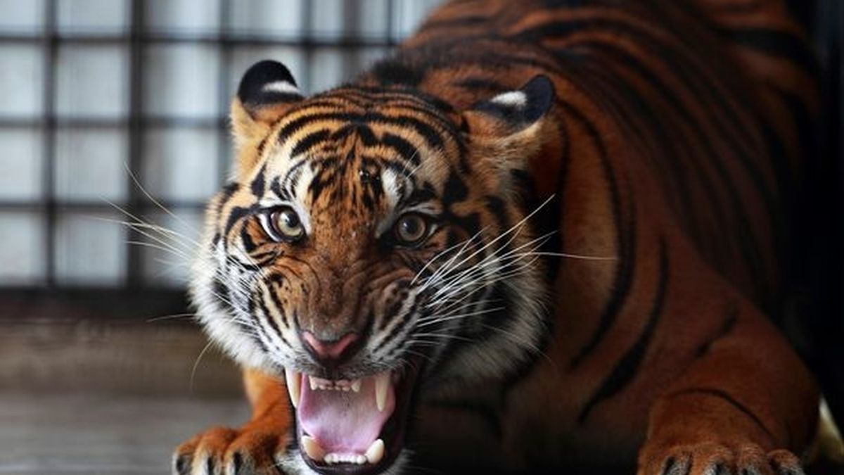 Una cuidadora del Zoo de Hamilton ha sido asesinada por un tigre de Sumatra