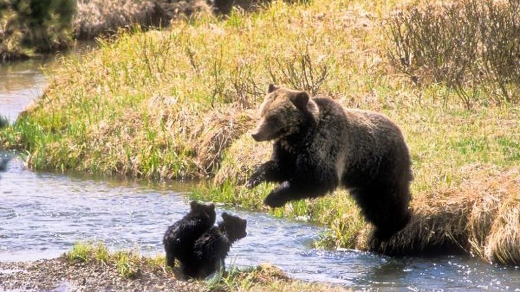 Mamá osa enseña a sus hijos a sobrevivir