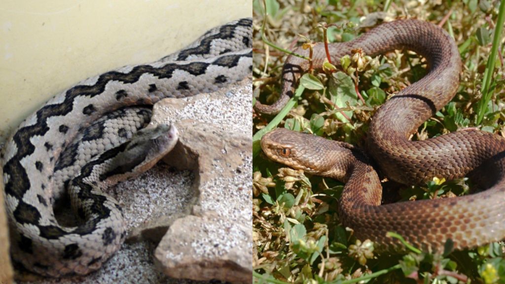 Las 10 picaduras más dolorosas 'made in Spain'