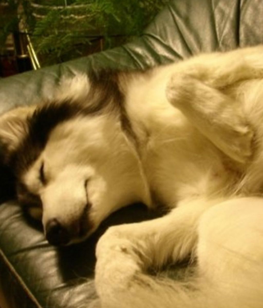 Fue criado por una gata