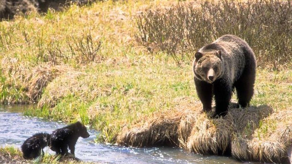 Mamá osa enseña a sus hijos a sobrevivir