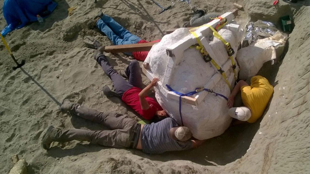 Hallan en EEUU un enorme cráneo de un Tiranosaurio rex de 1,20 metros y más de 1.100 kilogramos