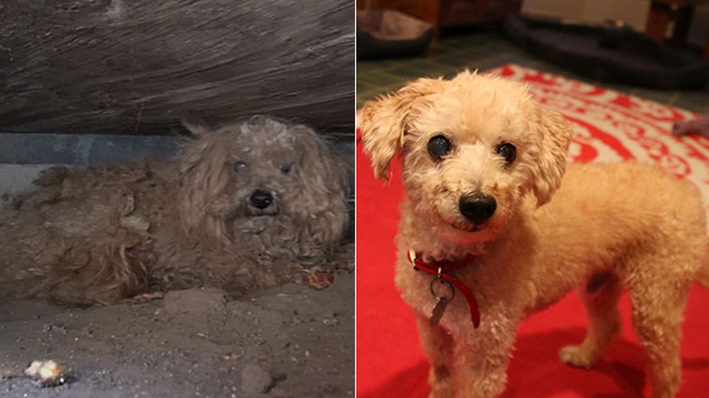 Perros antes y después de ser rescatados