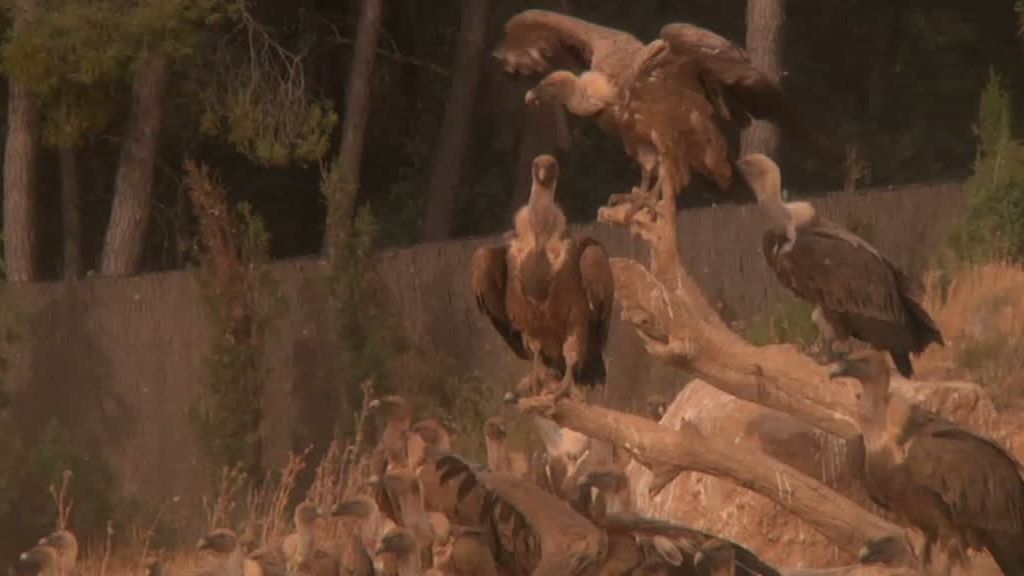 La cabra montesa y el buitre leonado despiden 'La selva en casa'