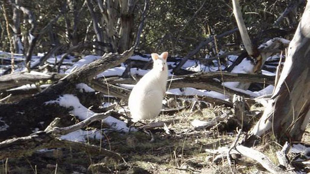 El albinismo en el mundo animal