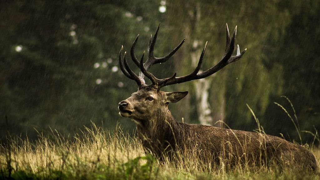 Las increíbles fotos presentadas a los premios Sony World Photography 2016