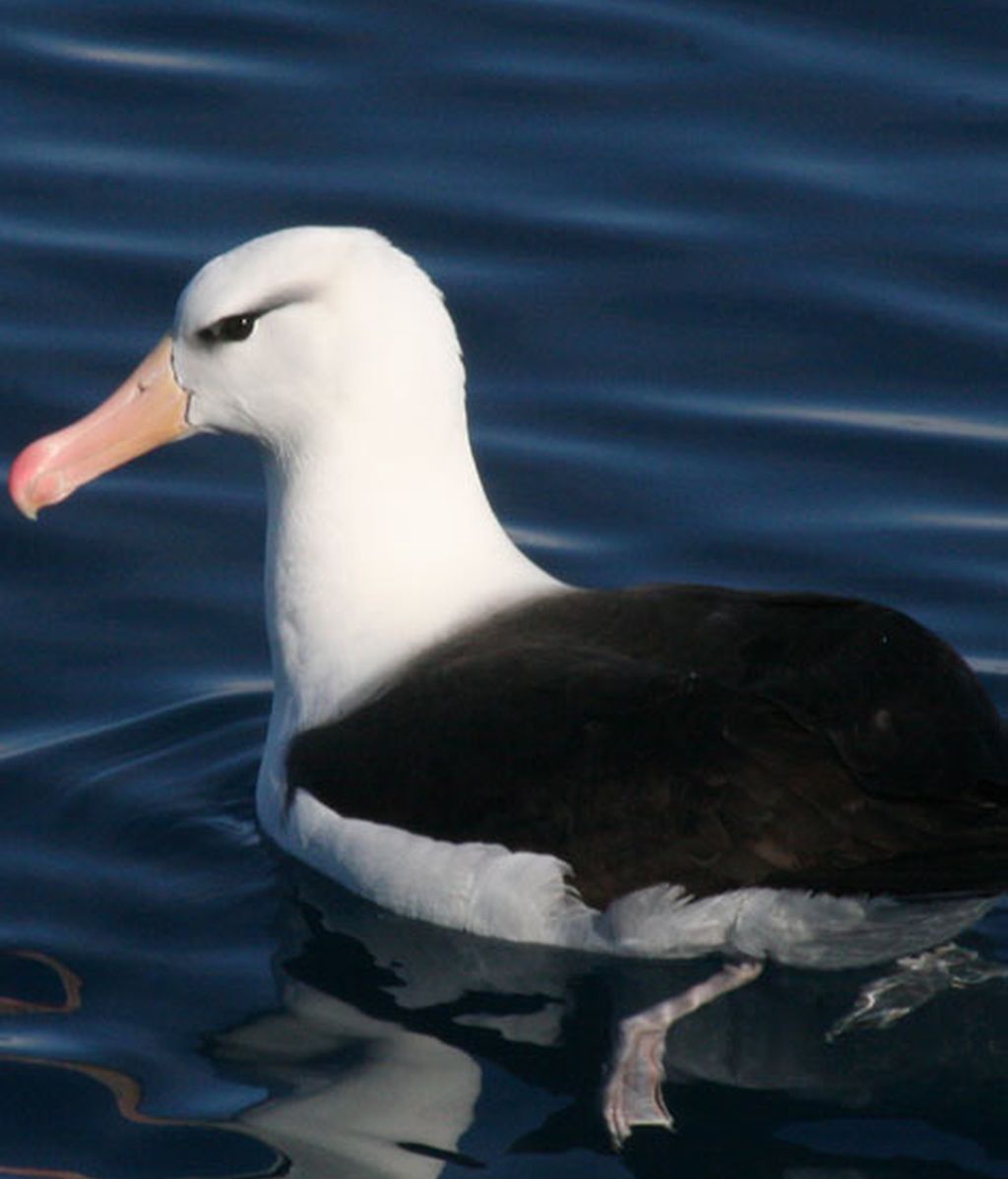 Albatros de ceja negra
