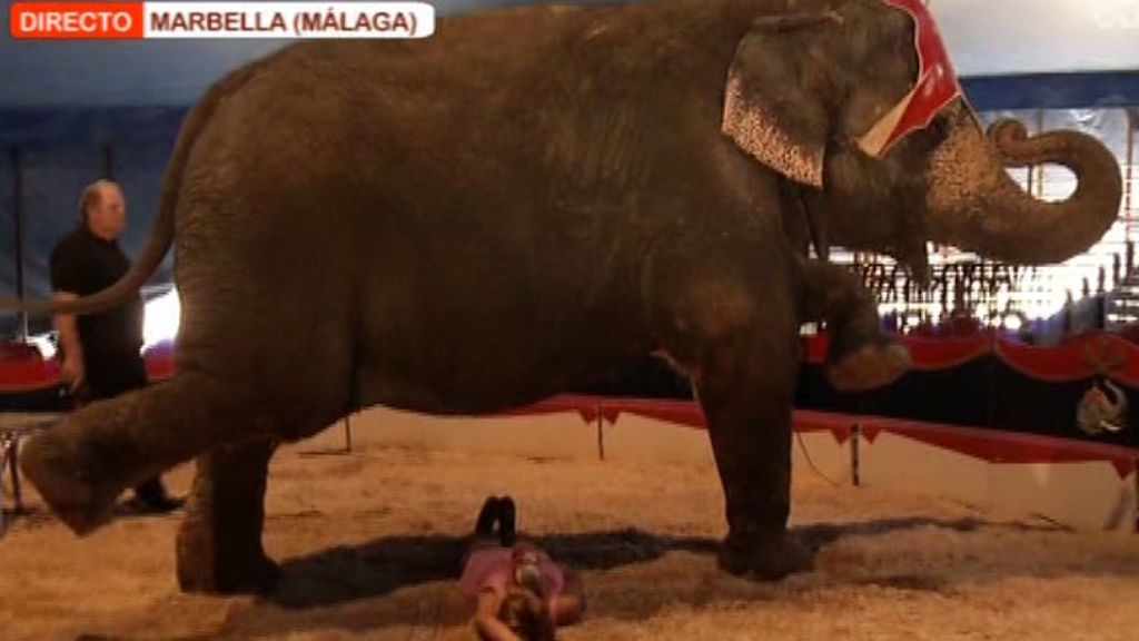 Marina se tumba bajo un elefante
