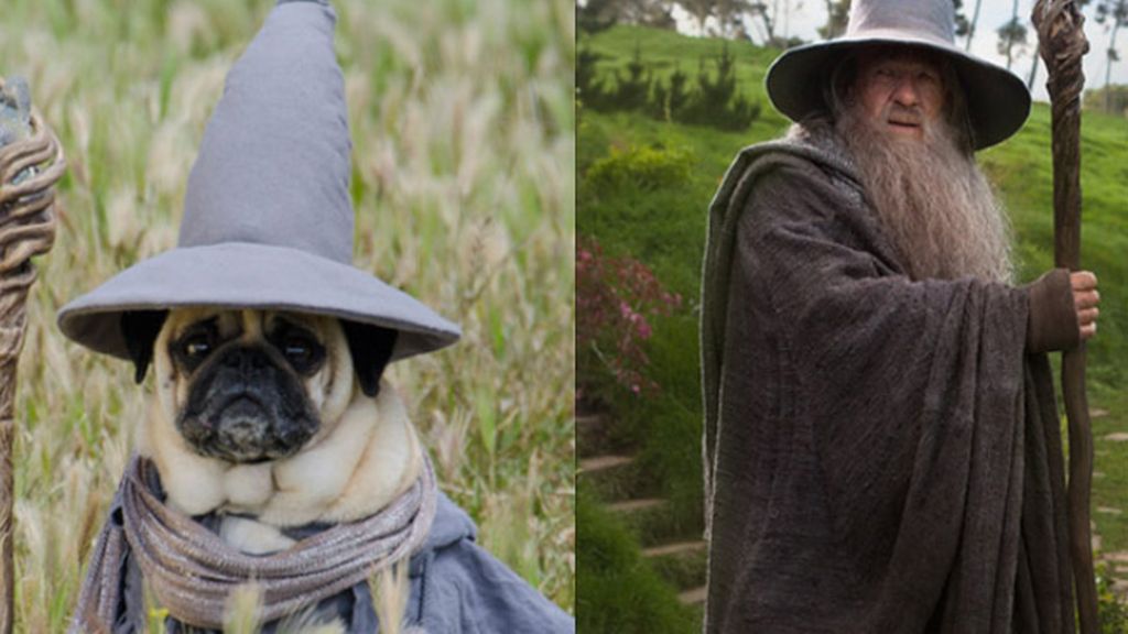 Pugs Carlinos disfrazados Pugs Carlinos disfrazados