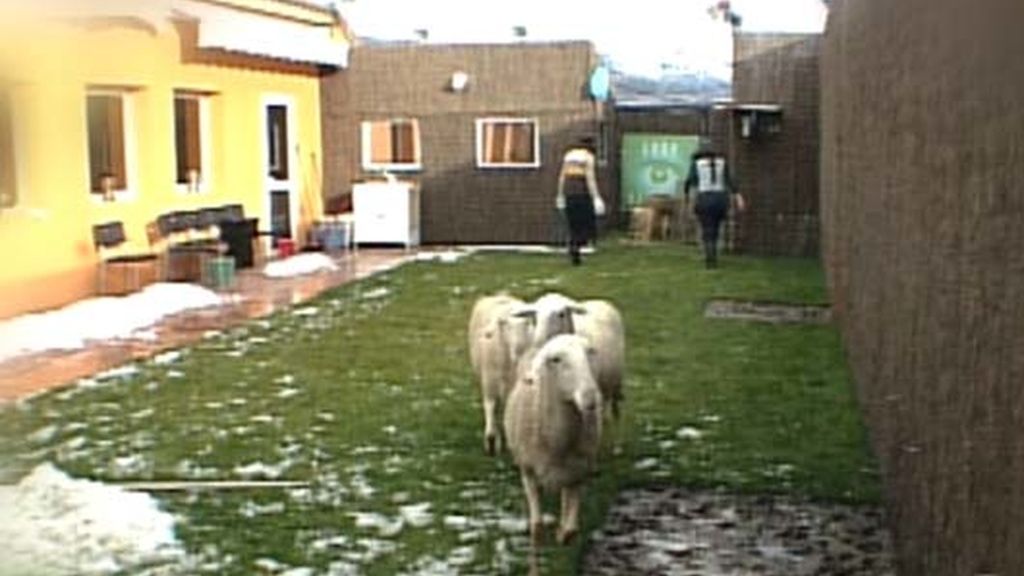 Eva, Ana, Gema y sus ovejitas
