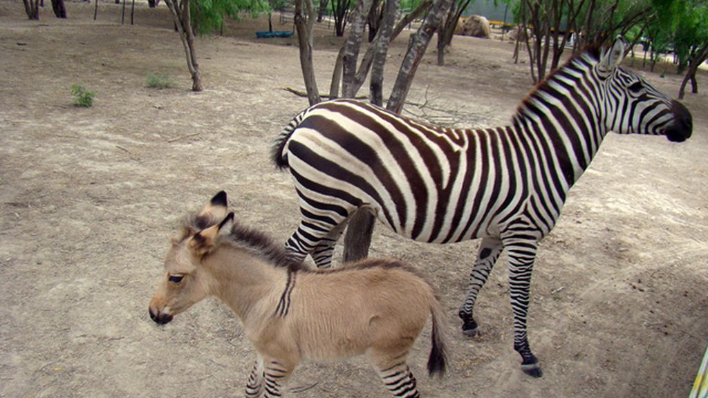 Nace el primer cebrasno en México