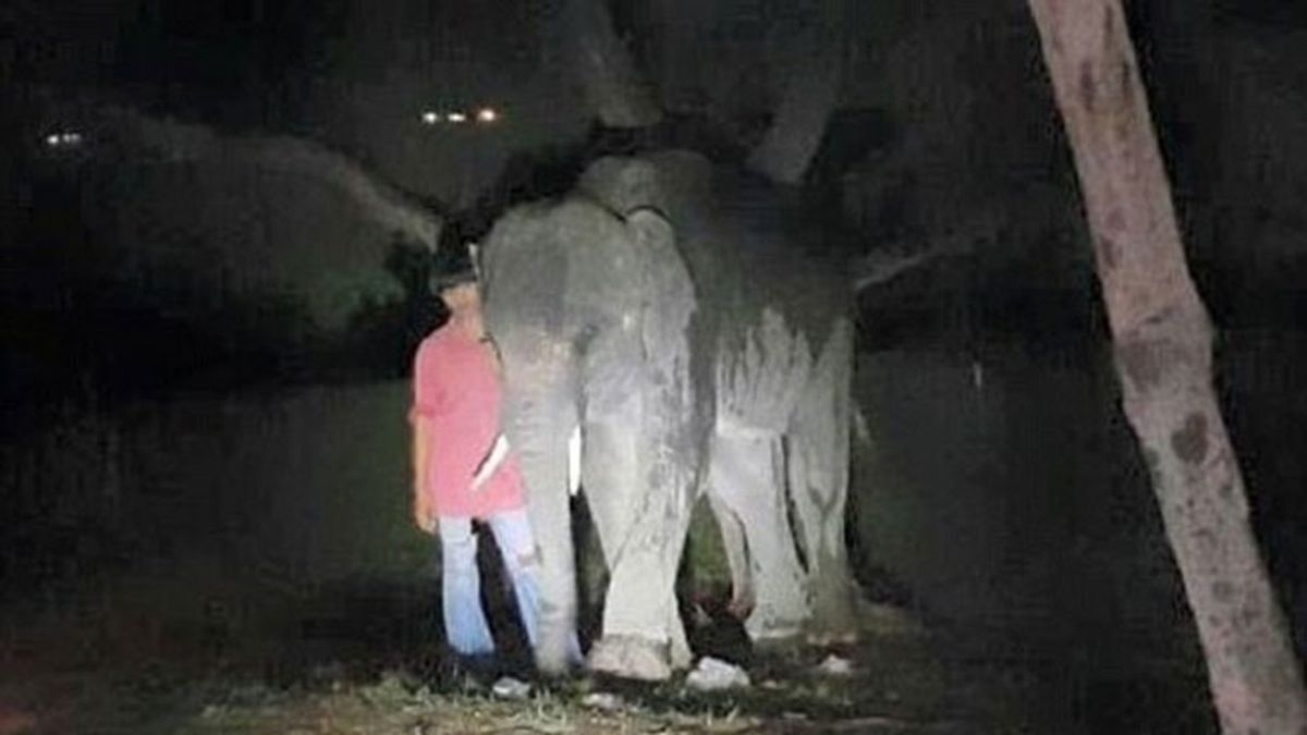 Muere un hombre tras ser embestido por un elefante