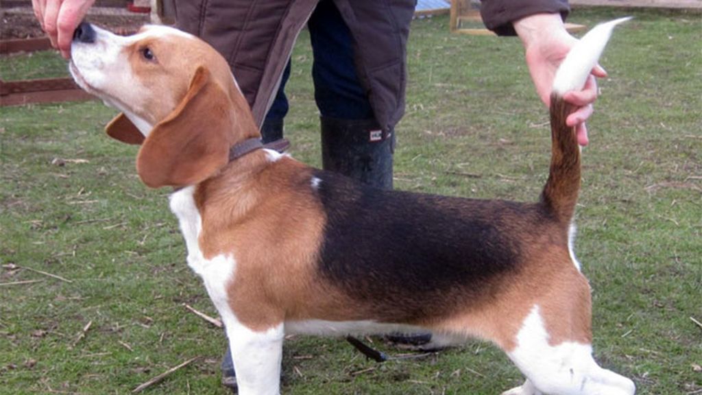 perro, Beagle, perro beagle perro, Beagle, perro beagle