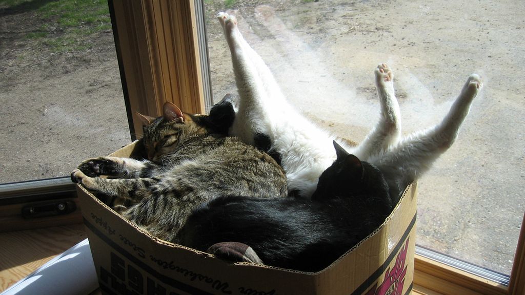 Estos gatos se niegan a aceptar que la caja es demasiado pequeña