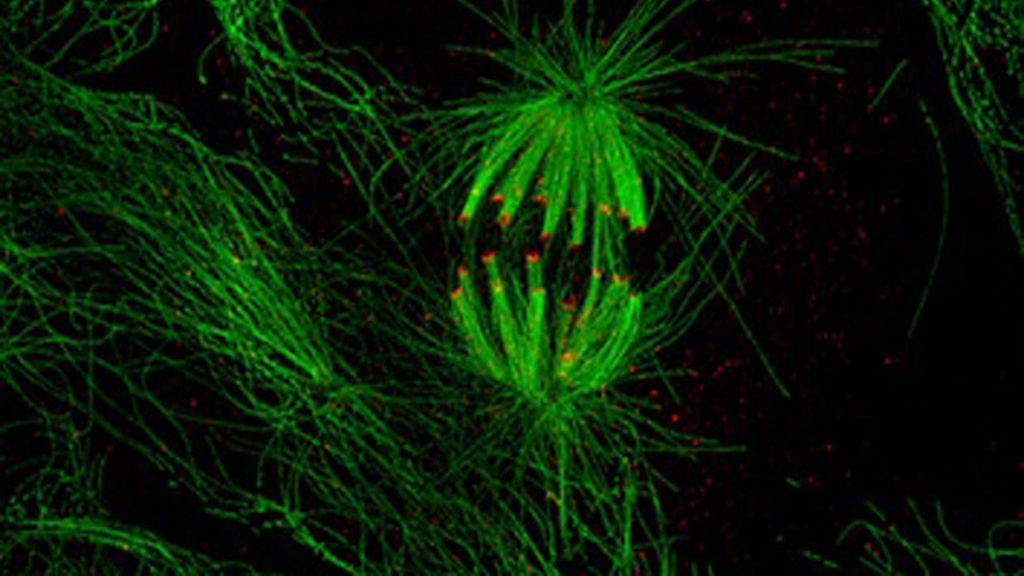 Virus, parásitos y bacterias a la vista del ojo