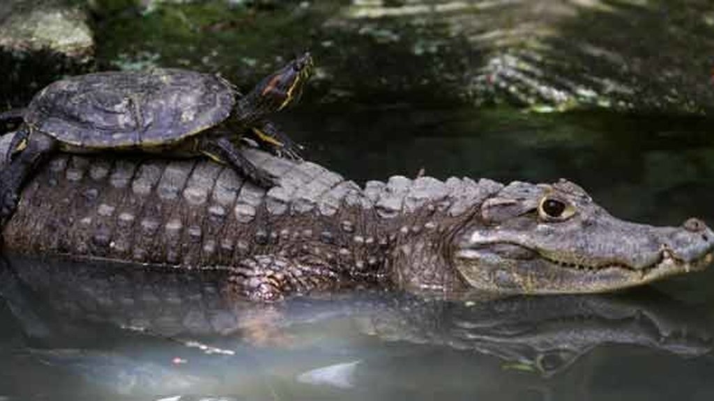 Cariño animal