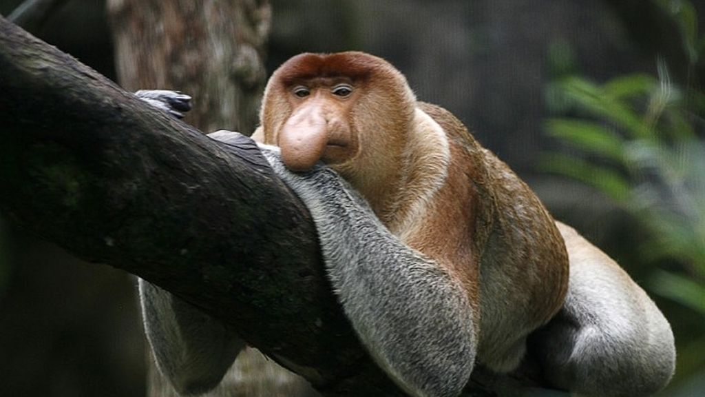 Mono narigudo
