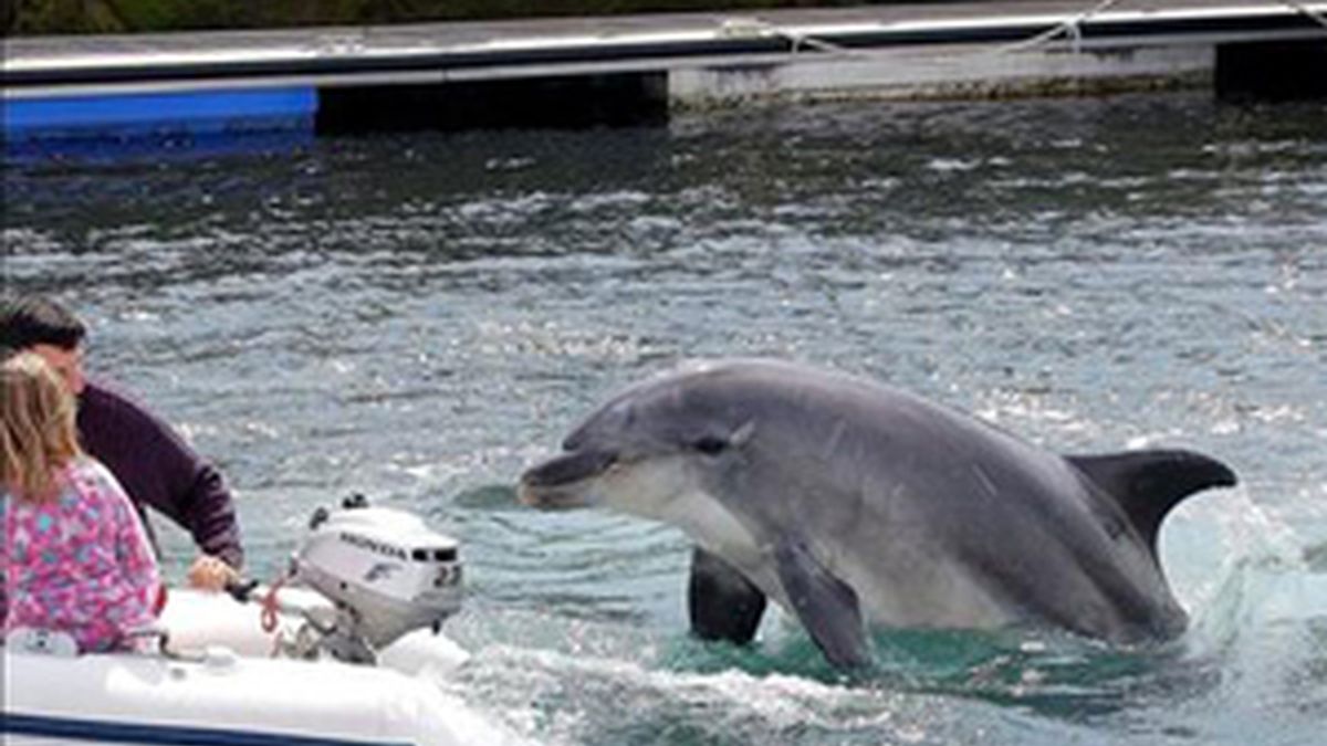 El delfín 'Gaspar' en aguas de Baiona. Vídeo: ATLAS