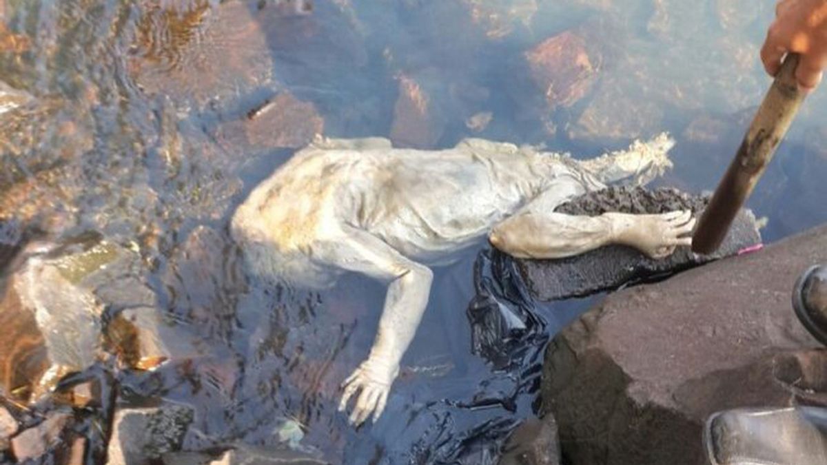 Revive el mito del ‘Chupacabras’ tras la aparición de una extraña criatura en Paraguay