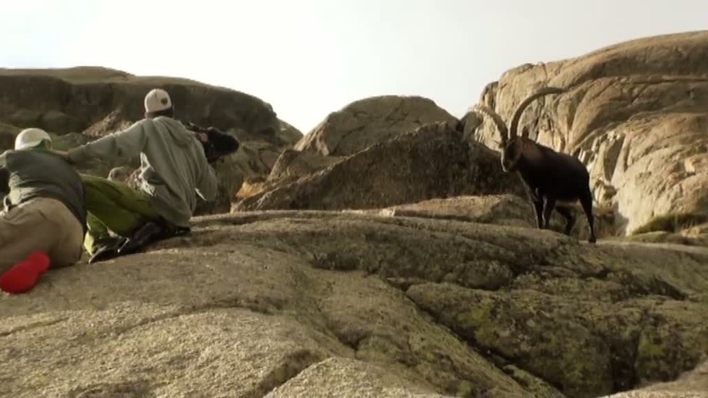 La cabra montesa y el buitre leonado despiden 'La selva en casa'