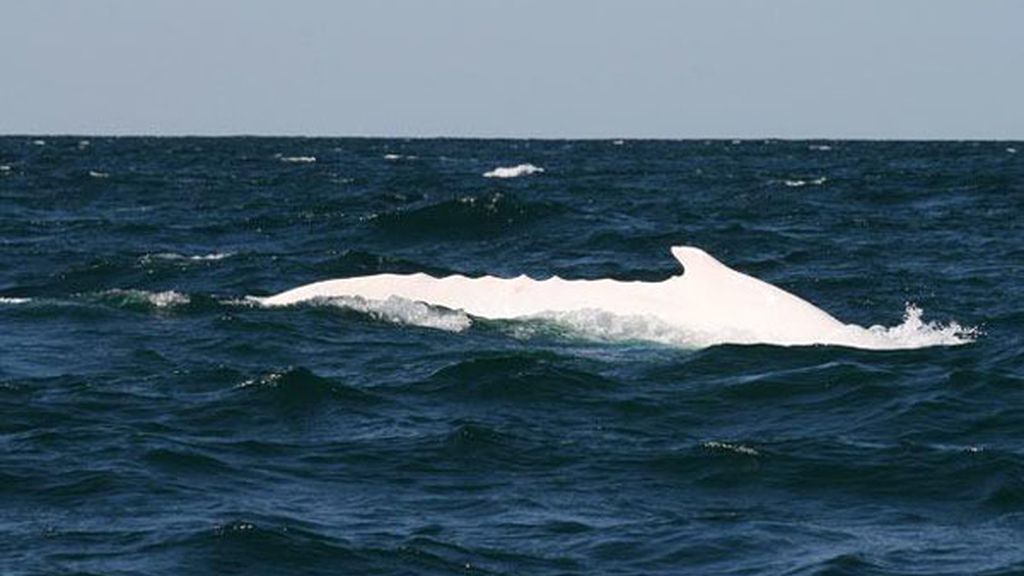 El albinismo en el mundo animal
