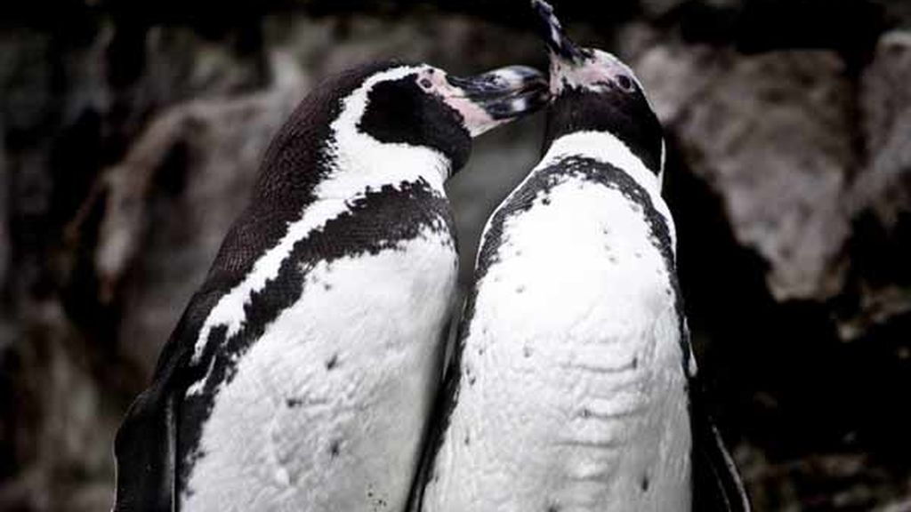 Una pareja de pingüinos muestra su amor frente a la cámara