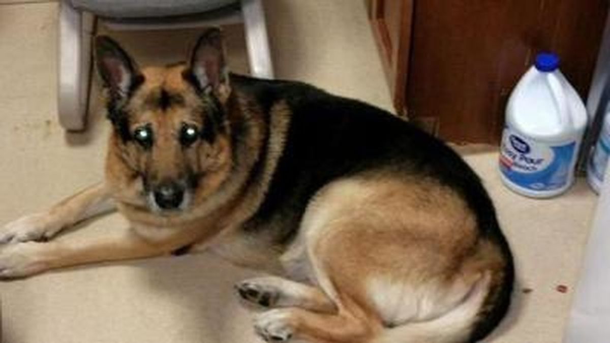 Una mujer fallecida pidió en su testamento que la enterran con su perro, que sigue vivo