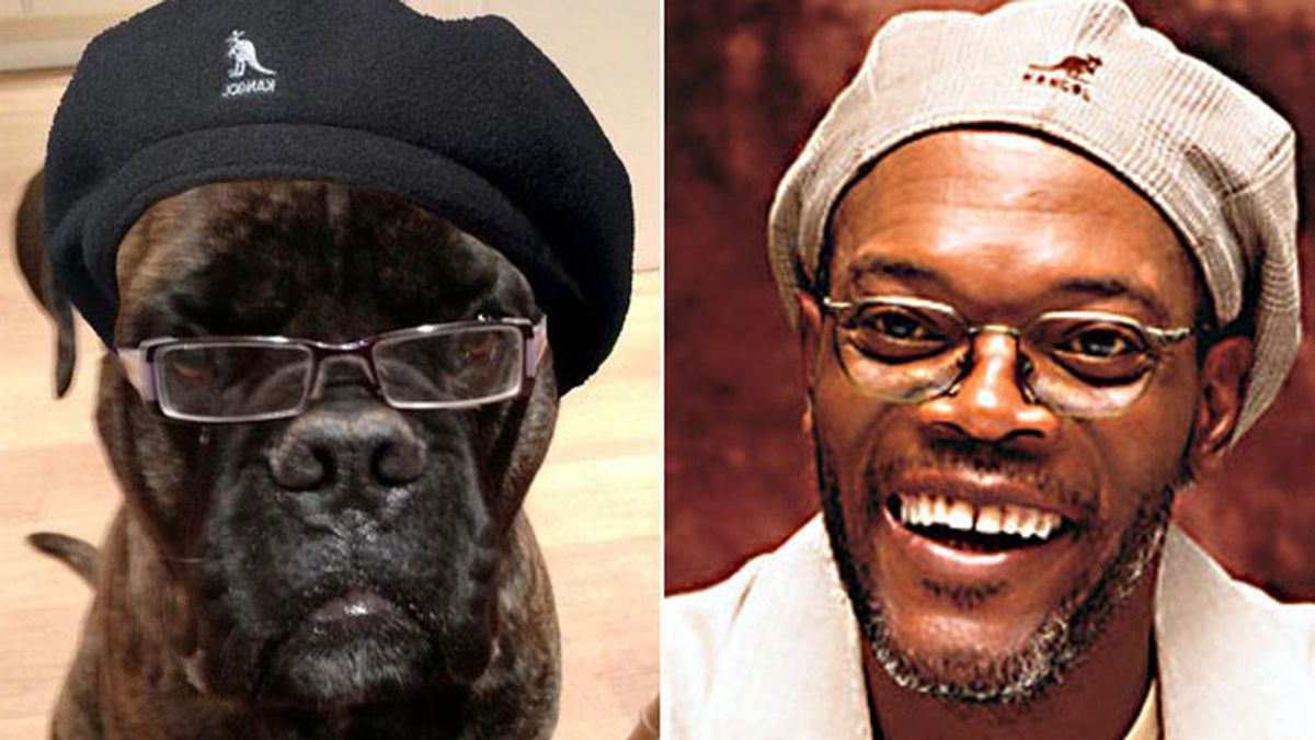 El perro que se parece a Samuel L. Jackson El perro que se parece a Samuel L. Jackson