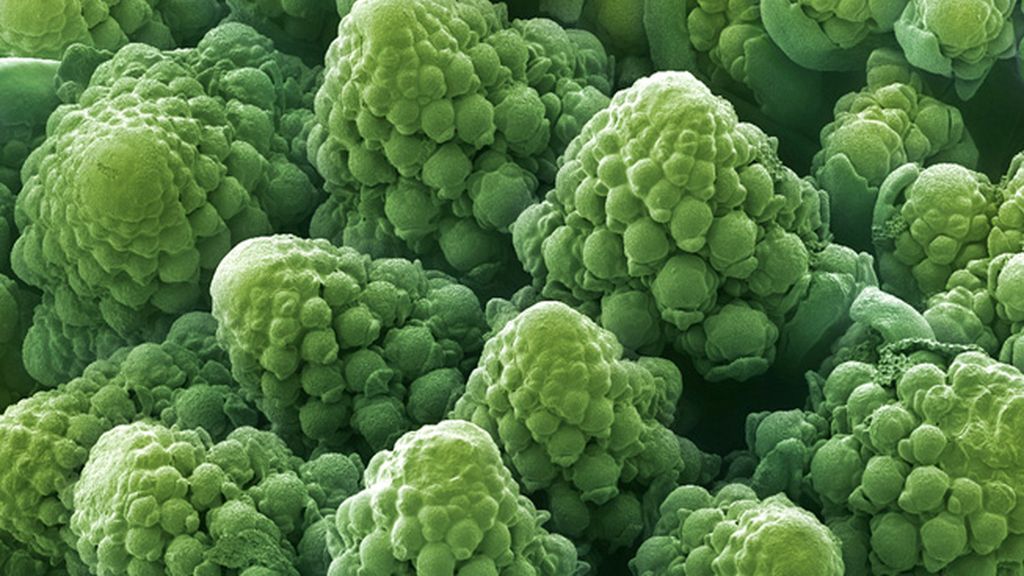 Cogollos de coliflor