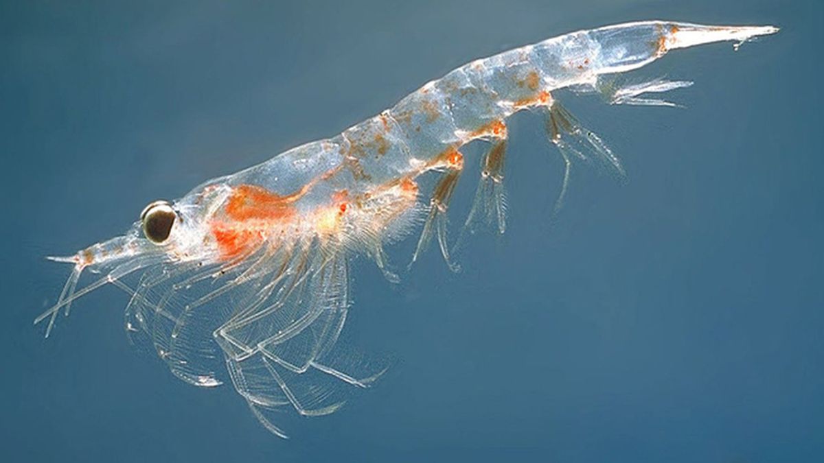El aceite de krill, un remedio extraordinario contra las enfermedades cardiovasculares
