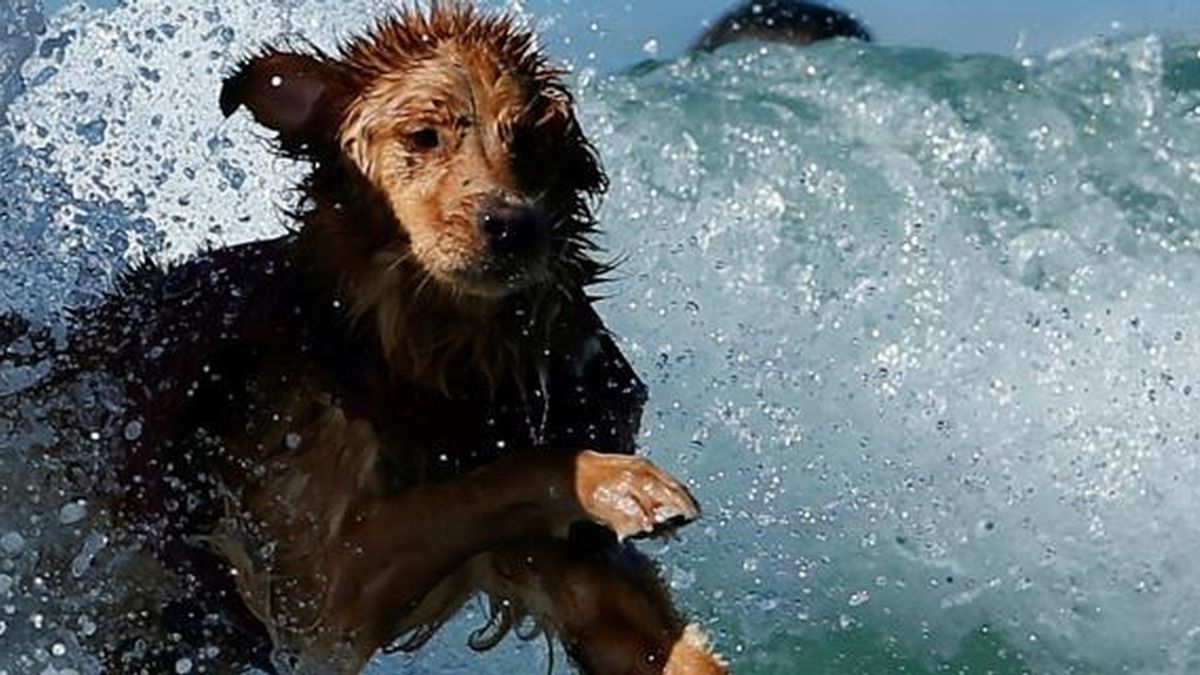 perro muere ahogado,salva niño,niño ahogado,perro ahogado en Italia, playa de Italia
