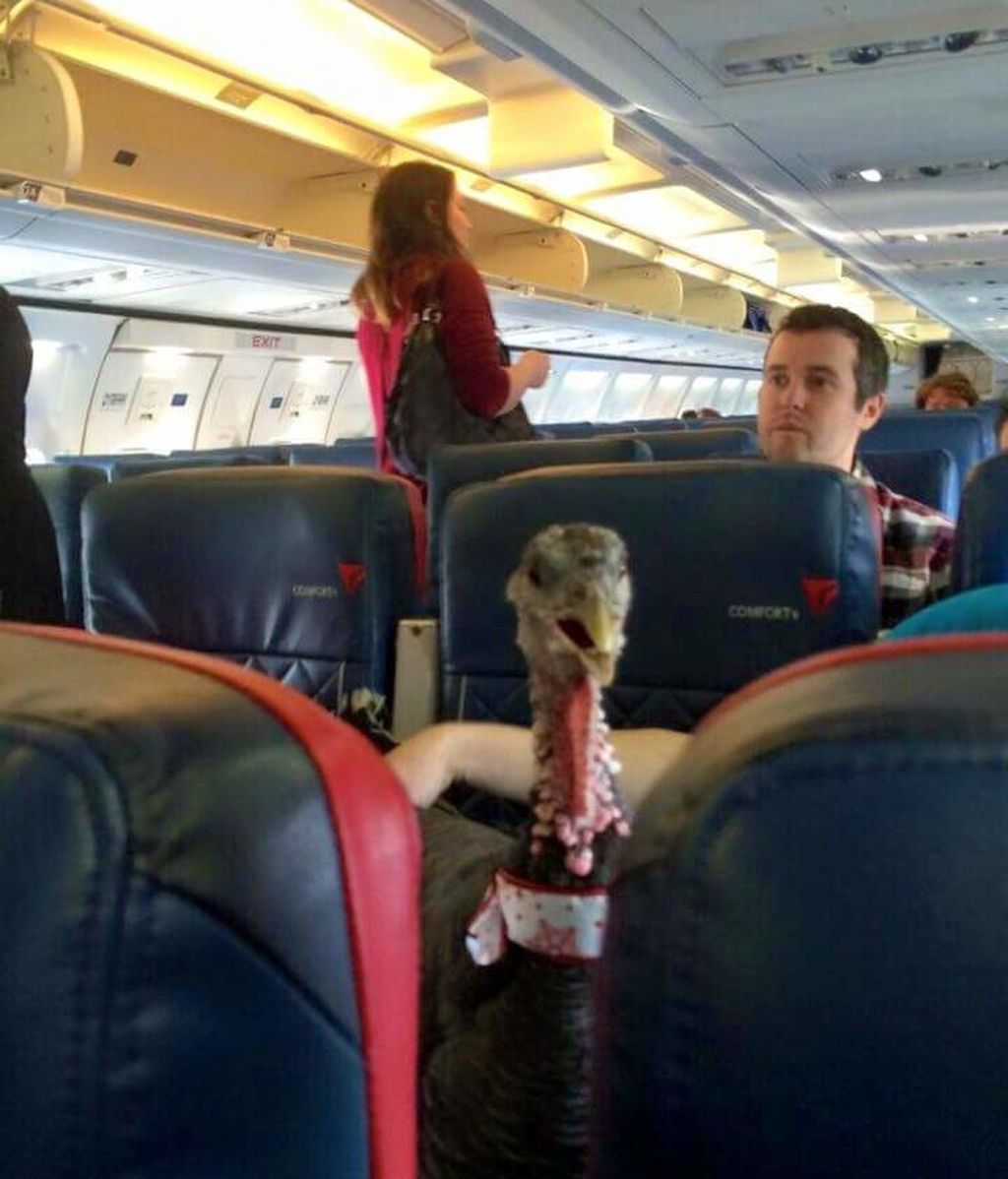 Pavo en un avión