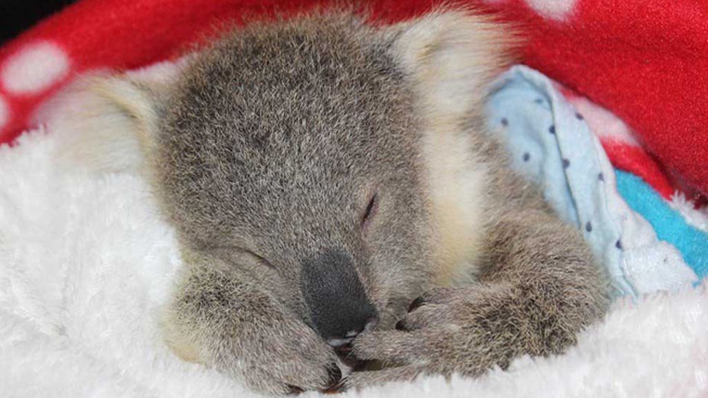 Un adorable koala celebra su primer cumpleaños